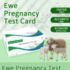 양 초기 임신 시험 카드 지침 협력 업체
