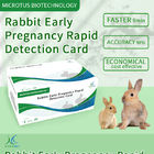 토끼 초기 임신 신속 검출 카드 제품 설명서 협력 업체