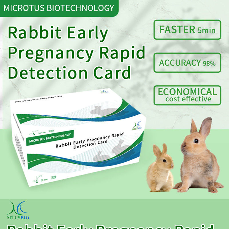 토끼 초기 임신 신속 검출 카드 제품 설명서 협력 업체