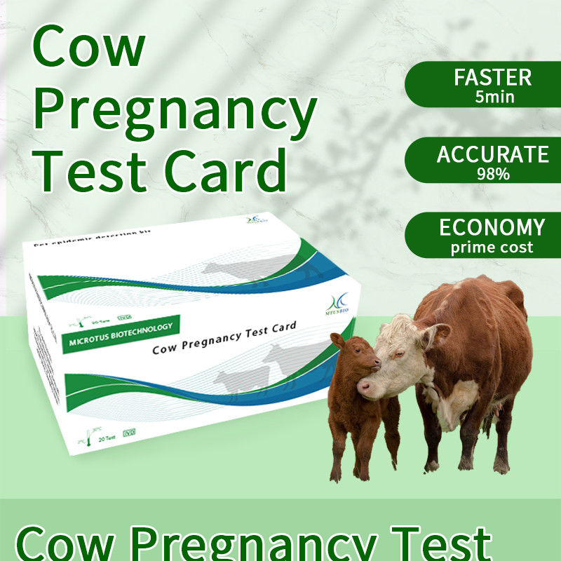 소 임신 초기 빠른 검사 카드 협력 업체